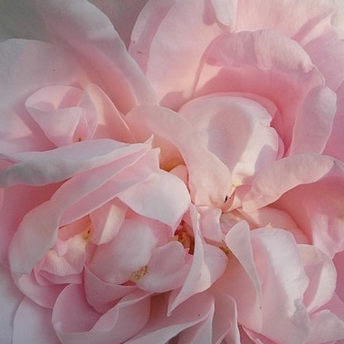 Bianco ombrato rosa - rose alba